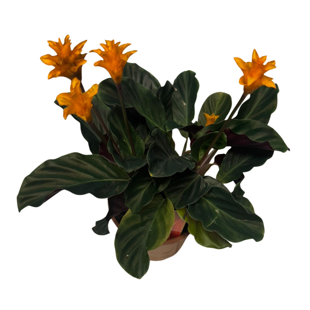 efeu knstlich im topf Knstlicher Efeu im Topf 20 cm UV  Easyplants Deutschland